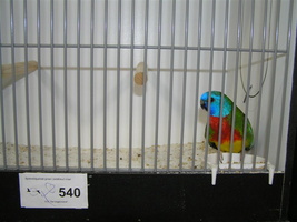 20071124-phe-vogeltentoonstelling 005