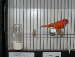 20071124-phe-vogeltentoonstelling 008